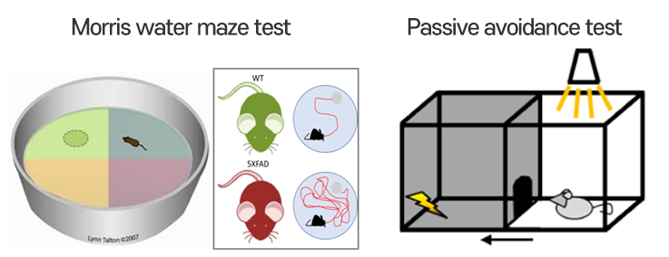 Morris water maze test