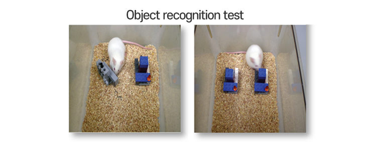 Passive avoidance test, Object recognition test 