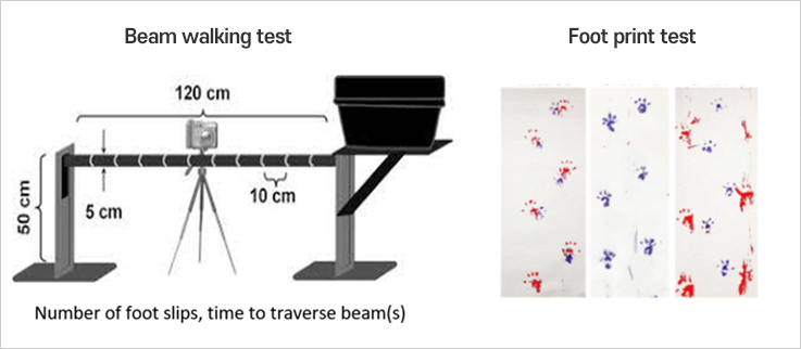 Beam walking test, Foot print test